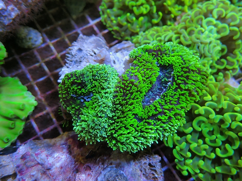 画像1: 1130ハナガタサンゴメタリックグリーン