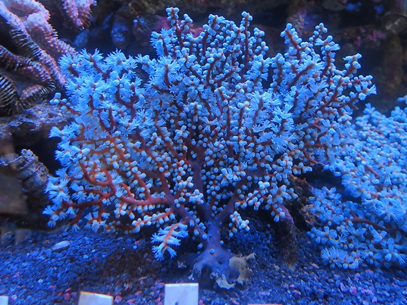 画像1: 1207トゲナシヤギブルー01