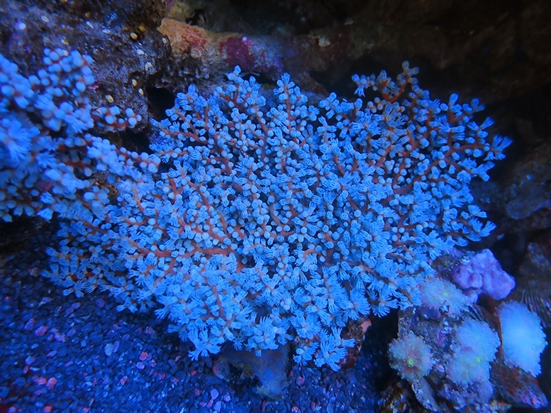 画像1: 1207トゲナシヤギブルー02