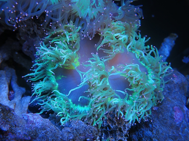 画像1: 1207トランペットコラール先端ピンク02