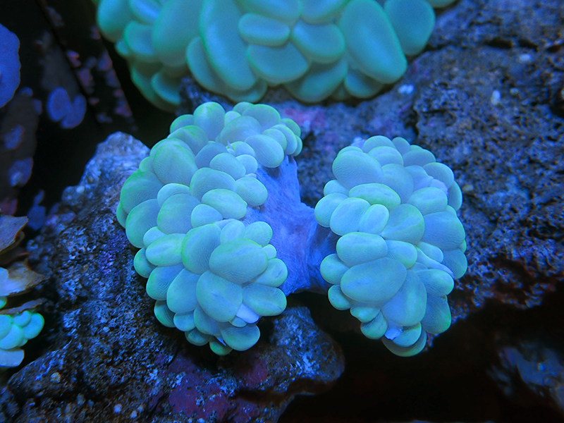 画像1: 1207バブルコーラルブランチグリーン01