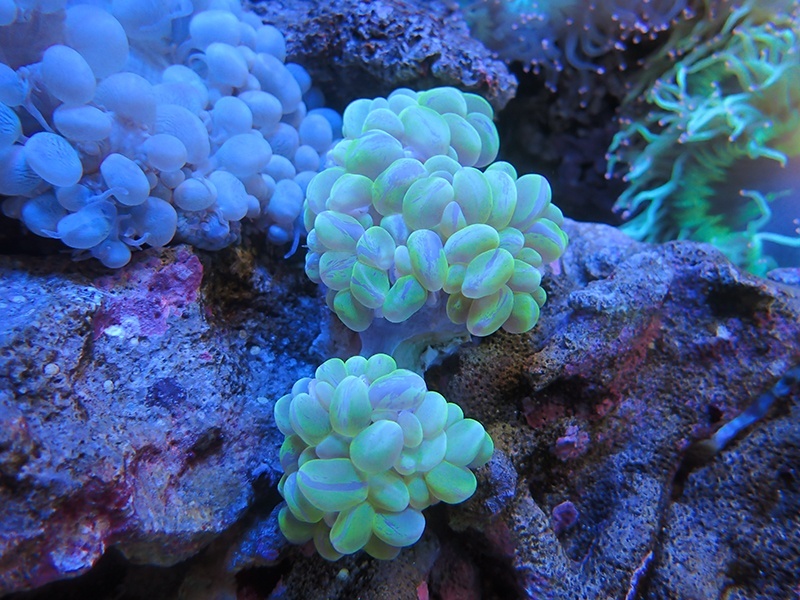 画像1: 1207バブルコーラルブランチグリーン02