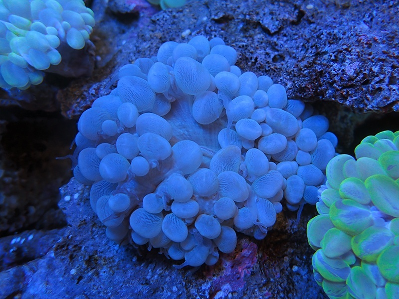 画像1: 1207バブルコーラルノーマル