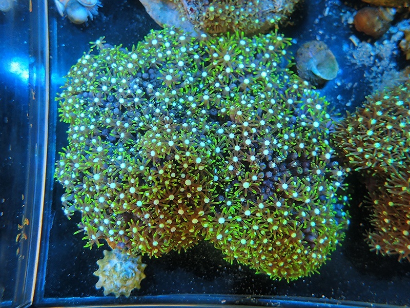 画像1: 1207スターポリプ（バリ）グリーン03