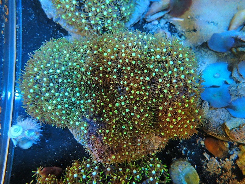 画像1: 1207スターポリプ（バリ）グリーン04