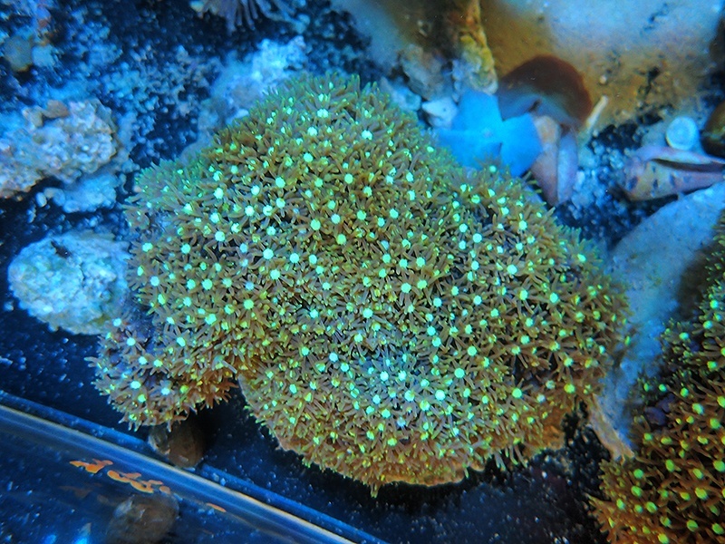 画像1: 1207スターポリプ（バリ）グリーン05