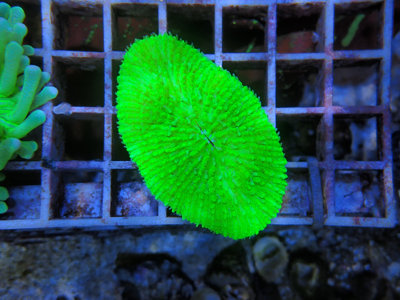 画像1: 1207クサビライシsp.メタリックグリーン