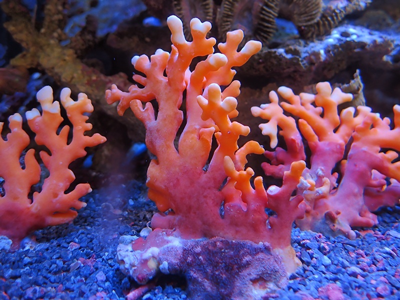 画像1: 1222サンゴモドキオレンジ02