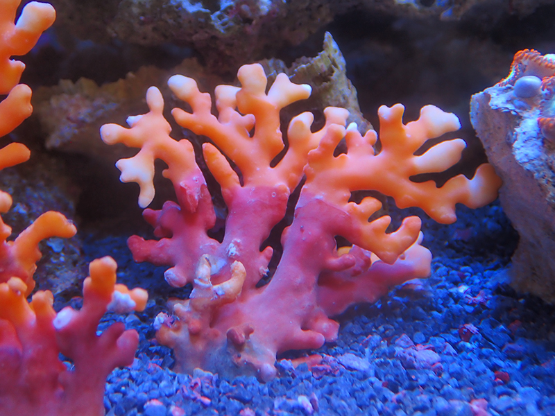 画像1: 1222サンゴモドキオレンジ03