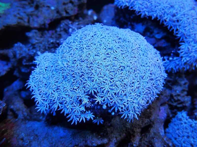 画像1: 1222クダサンゴ（フィジー）02