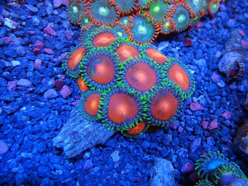 画像1: 1222マメスナギンチャク（オーストラリア）04