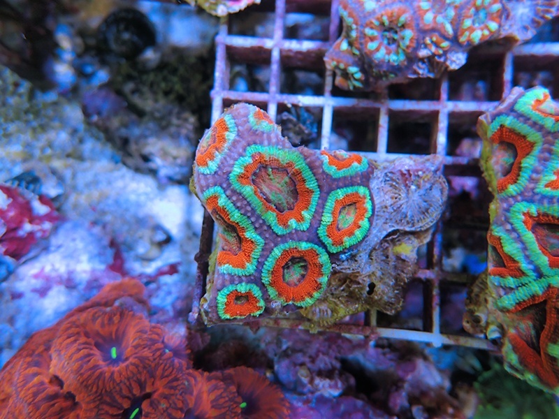 画像1: 1222カクオオトゲキクメイシ（オーストラリア）カット01