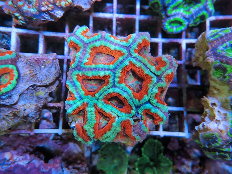 画像1: 1222カクオオトゲキクメイシ（オーストラリア）カット02