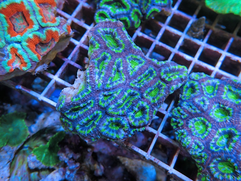 画像1: 1222カクオオトゲキクメイシ（オーストラリア）カット03