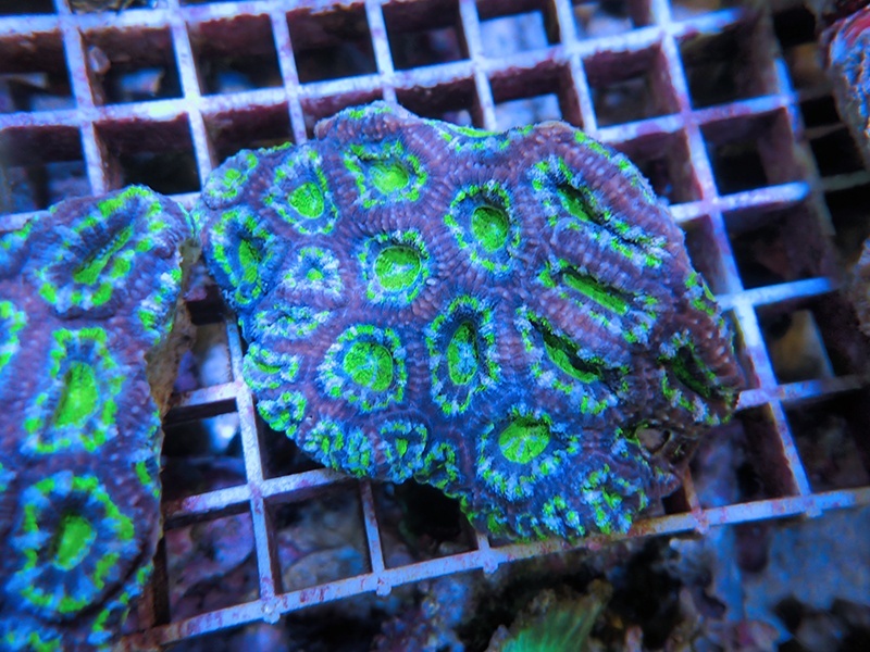 画像1: 1222カクオオトゲキクメイシ（オーストラリア）カット04