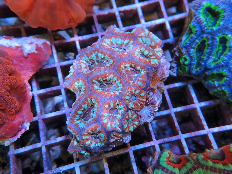 画像1: 1222カクオオトゲキクメイシ（オーストラリア）カット05