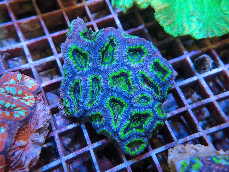 画像1: 1222カクオオトゲキクメイシ（オーストラリア）カット06