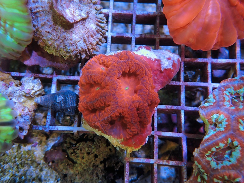 画像1: 1222オオタバサンゴレッドS