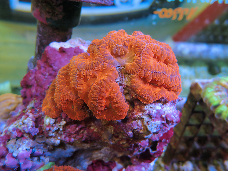 画像1: 1222オオタバサンゴレッドM01