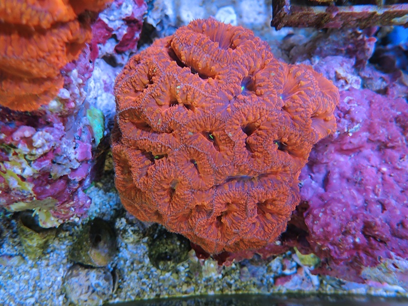 画像1: 1222オオタバサンゴレッドM02