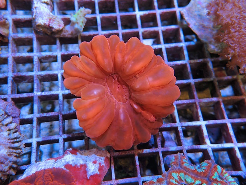 画像1: 1222コハナガタサンゴレッド