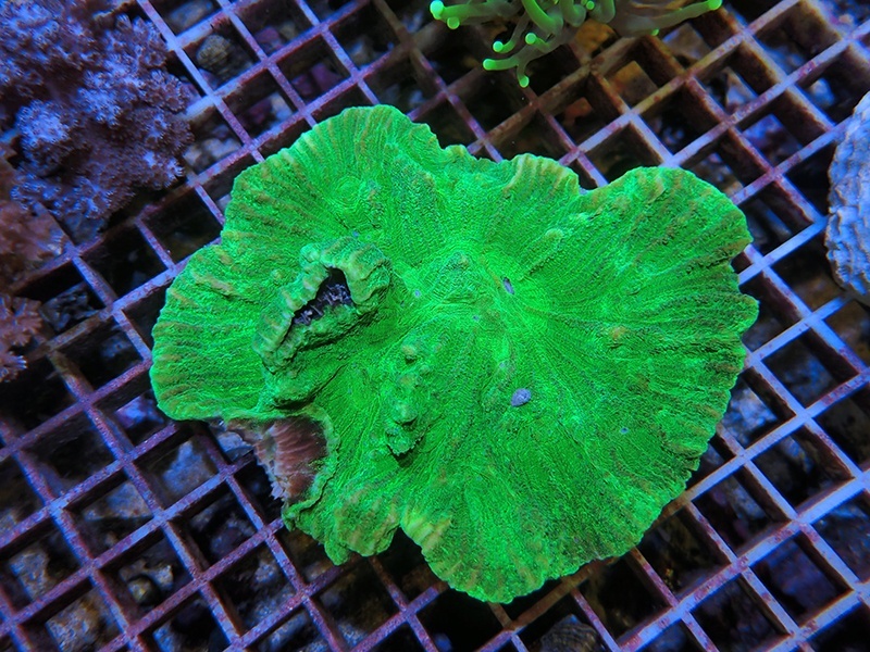 画像1: 1222ウミバラメタリックグリーン