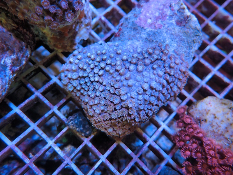 画像1: 1222ハナガササンゴ（フィジー）パープル03