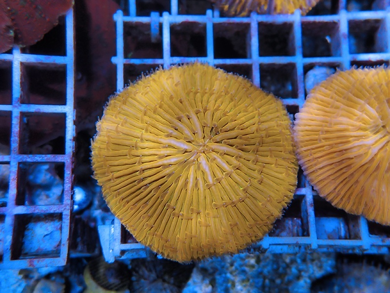 画像1: 1222クサビライシ（バリ）01