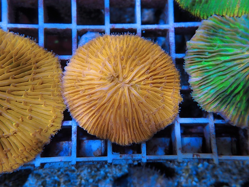 画像1: 1222クサビライシ（バリ）02