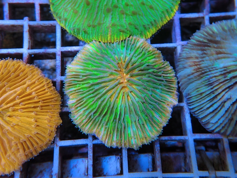 画像1: 1222クサビライシ（バリ）03