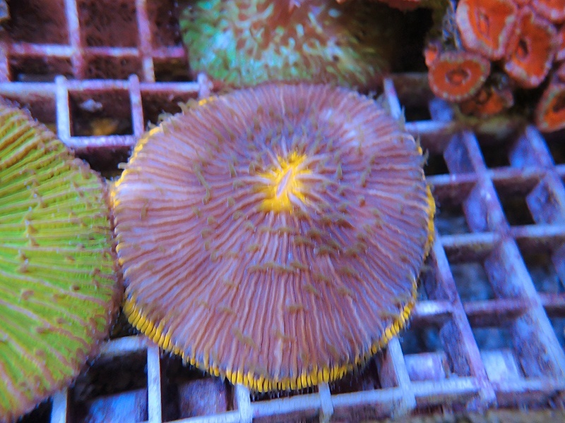 画像1: 1222クサビライシ（バリ）05