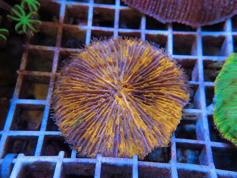 画像1: 1222クサビライシ（バリ）06