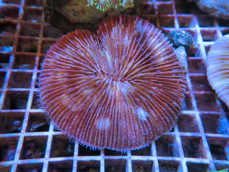 画像1: 1222クサビライシ（フィジー）パープル01