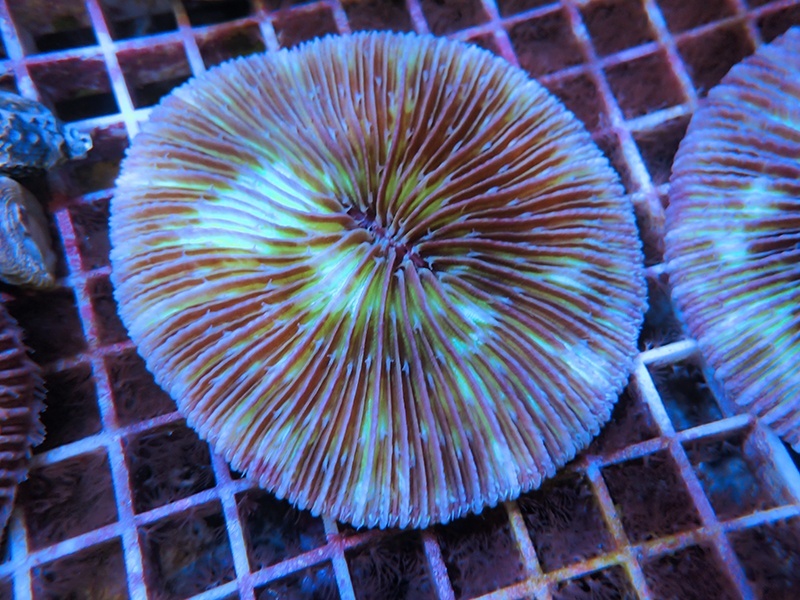 画像1: 1222クサビライシ（フィジー）パープル02