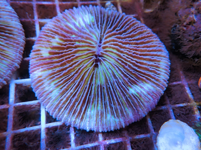 画像1: 1222クサビライシ（フィジー）パープル03