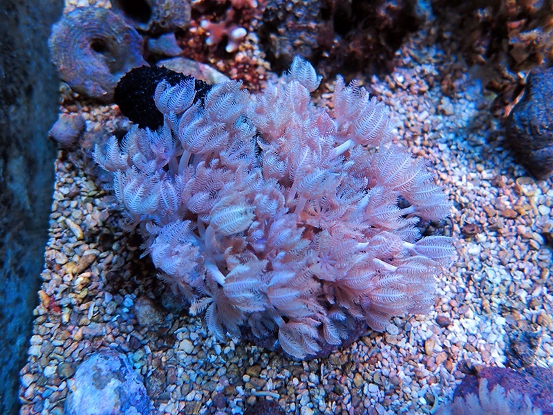 画像1: 1222パクパクウミアザミSM01