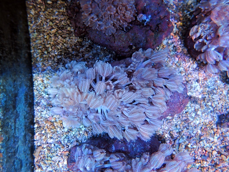 画像1: 1222パクパクウミアザミSM02