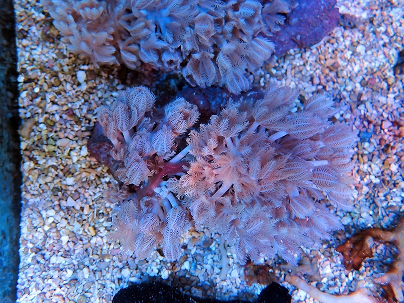 画像1: 1222パクパクウミアザミSM03