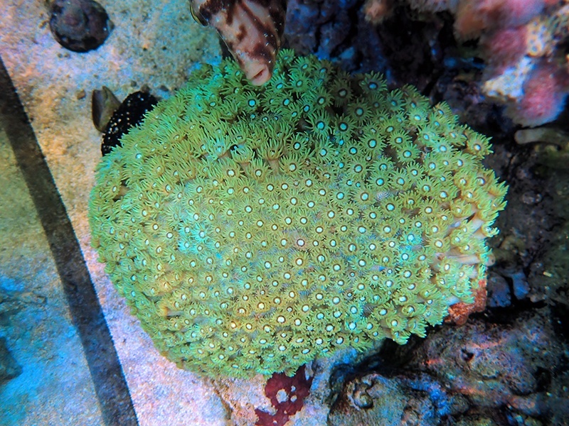 画像1: 1222ハナガササンゴグリーンL