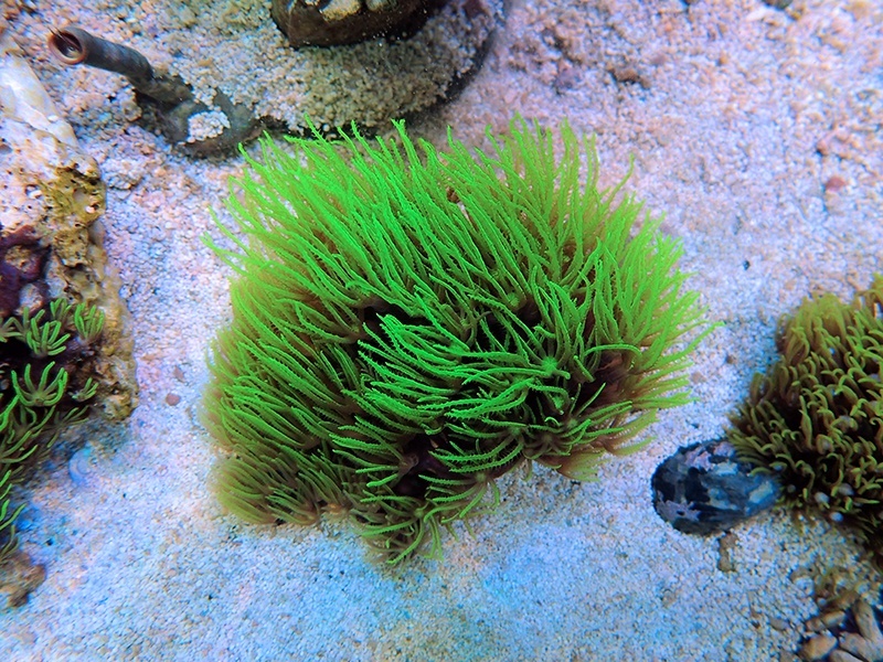 画像1: 1222スターポリプ（バリ）メタリックグリーン03