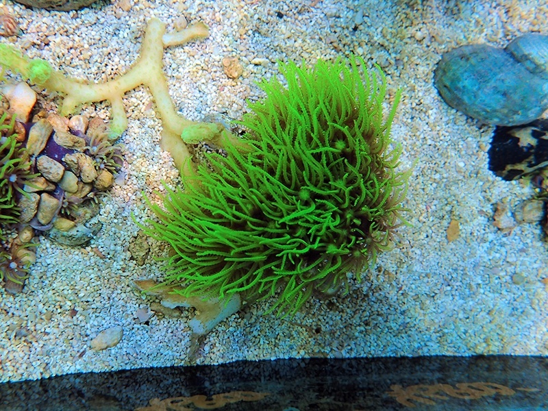 画像1: 1222スターポリプ（バリ）メタリックグリーン04