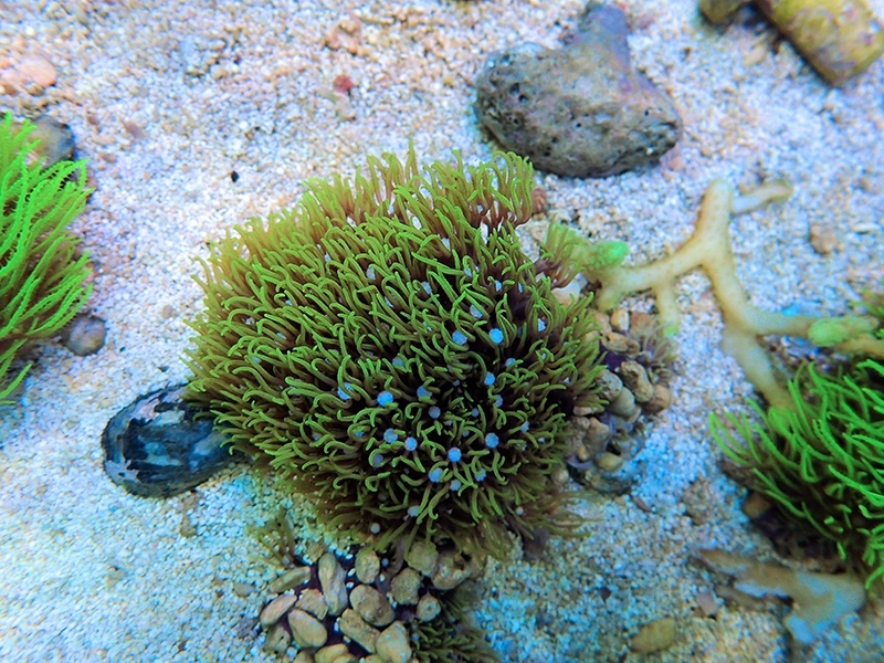 画像1: 1222スターポリプ（バリ）メタリックグリーン05