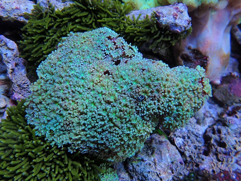 画像1: 1222クダサンゴ（沖縄）グリーンM