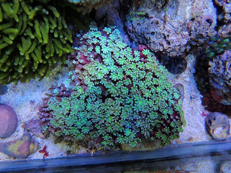 画像1: 1222クダサンゴ（沖縄）グリーンSM