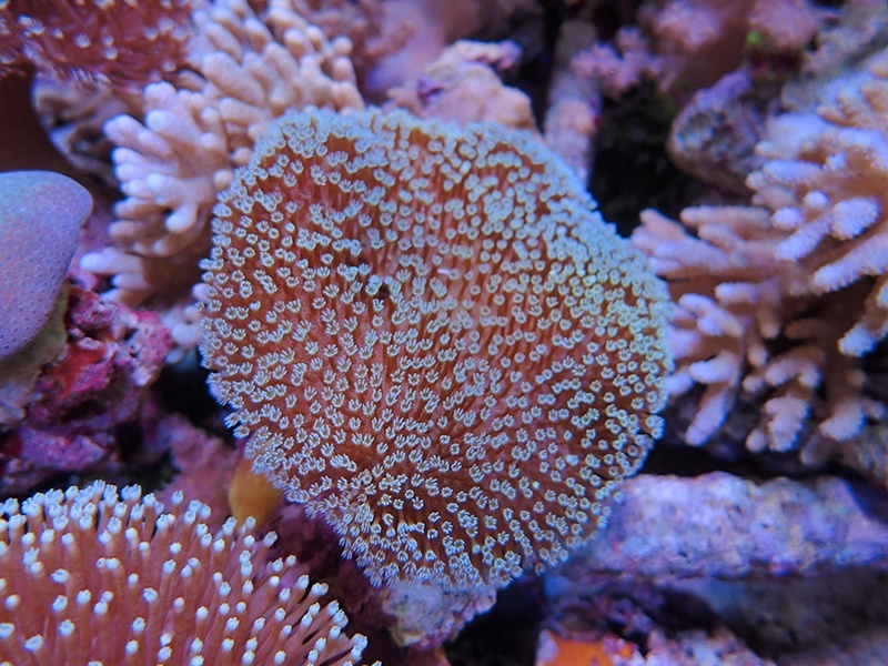 画像1: 1222ウミキノコ（沖縄）ノーマルM01