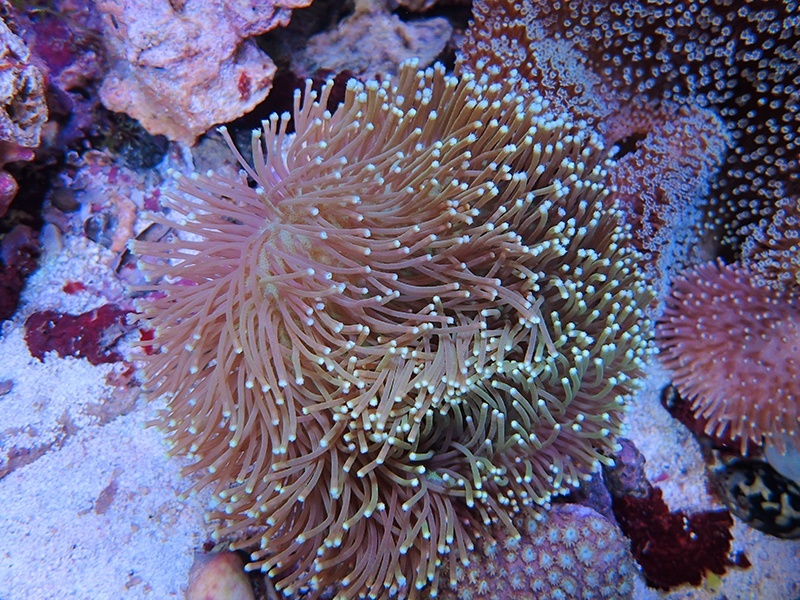 画像1: 1222ウミキノコ（沖縄）ノーマルM02