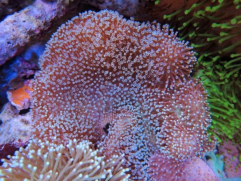 画像1: 1222ウミキノコ（沖縄）ノーマルM03