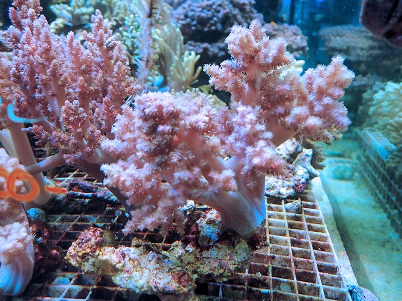 画像1: 1222チヂミトサカパープル01