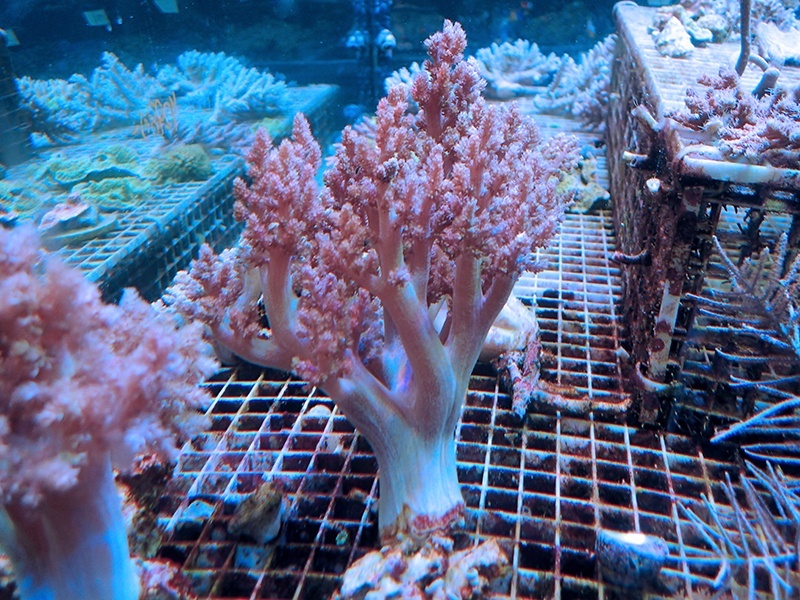 画像1: 1222チヂミトサカパープル02