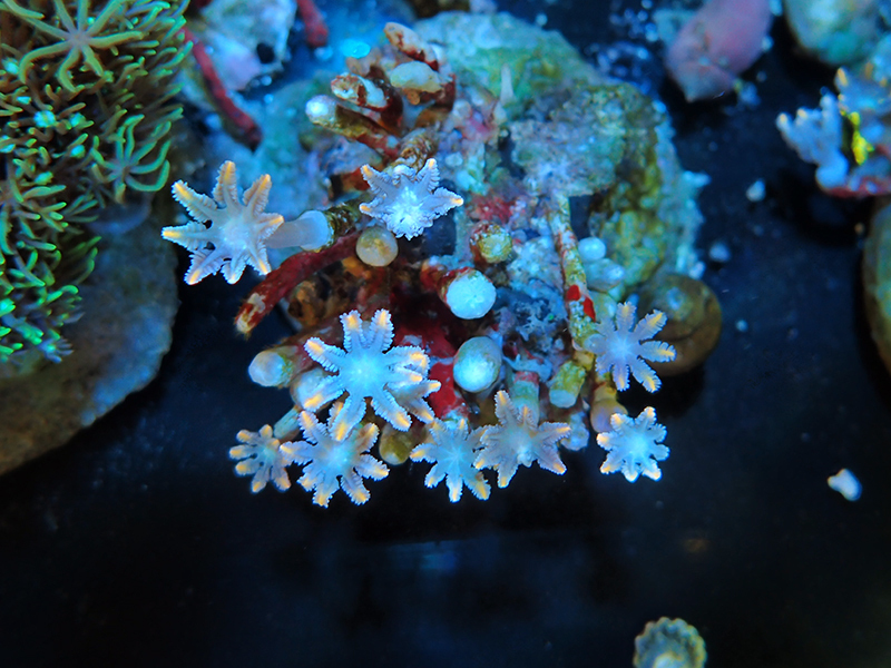 画像1: 0105ツツウミヅタ（セレベス）オレンジライン02